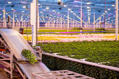 Mastering Multi-Plant Coordination: How APS-Driven Production Planning Optimizes Food & Beverage Networks-PlanetTogether